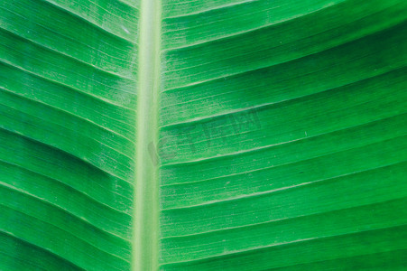 关闭绿色香蕉叶背景的详细视图与抽象的虚荣纹理线形成自然图案。