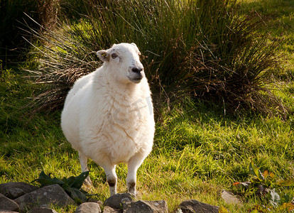 青翠草地上的威尔士羔羊
