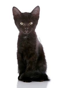 黑猫。