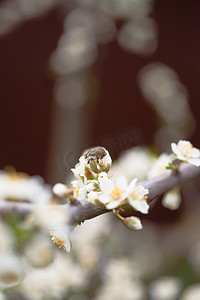 粉色的樱桃花摄影照片_在模糊的背景上的樱桃花花序。