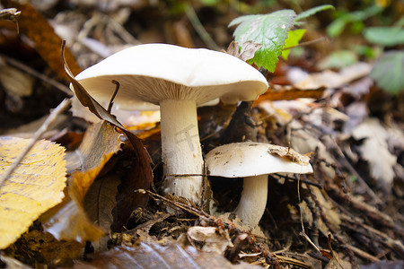 林下中草药摄影照片_各种林下蘑菇