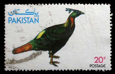 巴基斯坦打印的邮票显示 Kalij 雉