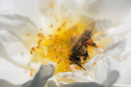蜜蜂以花粉为食