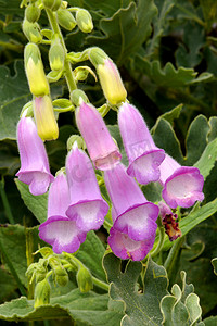 紫色毛地黄，西班牙瓜达拉马山脉国家公园