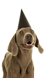 滑稽可爱的威玛小狗头戴着派对帽，看着被白色隔离的相机