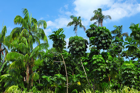 森林中的可可椰子树