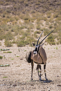 跨境人民币摄影照片_南非 Kgalagadi 跨境公园的南非大羚羊