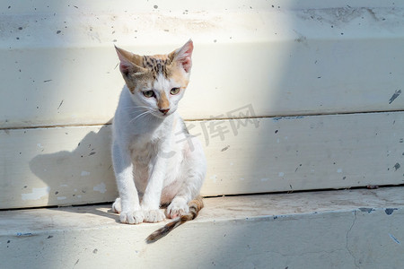 城市街道墙壁附近孤独悲伤的无家可归的小猫