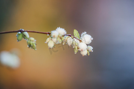 寒冷的冬日早晨，树枝上的雪莓