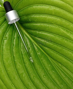 玻璃吸管位于一片绿叶、白色背景上。