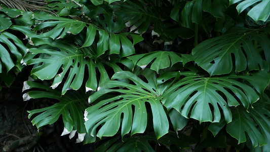 大气森林摄影照片_异国情调的龟背竹丛林雨林热带气氛。