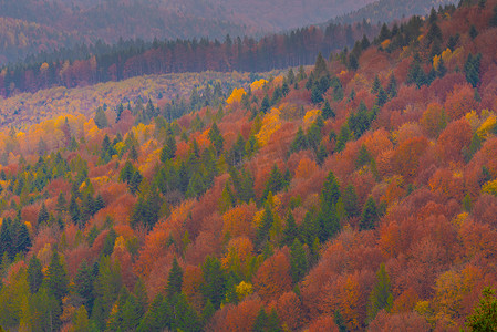 山中的秋季森林树木 山中的全景树