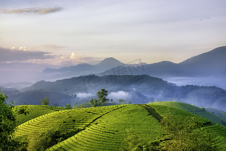 Long Coc绿茶小山概述， Phu Tho，越南。