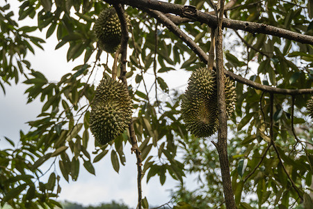 榴莲 - 热带水果之王，在果园的树枝上。