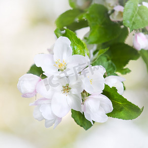 春天的白苹果花