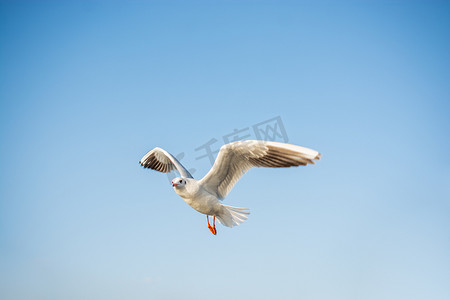 以天空为背景的单只海鸟海鸥在天空中飞翔