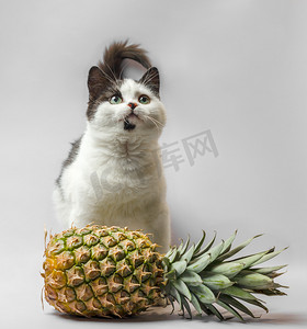 有黑白毛皮和绿色眼睛的小猫与菠萝