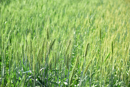麦子特写摄影照片_在有机农田的绿色麦子