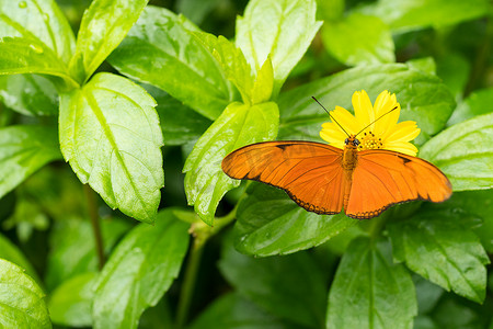 关闭一只橙色朱莉娅蝴蝶或朱莉娅 heliconian 或火焰，或 flambeau Dryas iulia