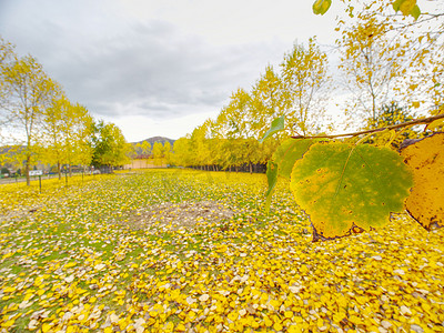 马围场的杨树胡同，落下的黄绿叶