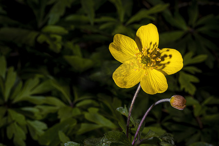 阳光雪花摄影照片_阳光照亮的黄色第一朵春天的花朵。