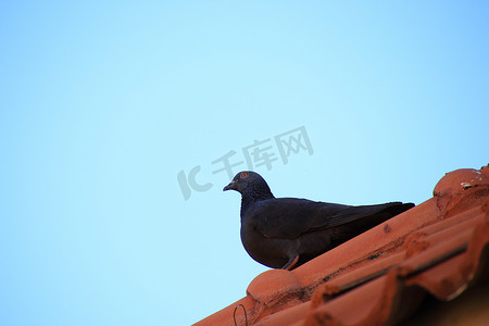 红色白鸽背景摄影照片_在房子的屋顶的鸽子，作为背景的天空，红眼睛鸽子