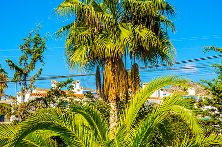 海滩上美丽的棕榈树，异国情调的植物象征着假期，炎热的一天，大叶子