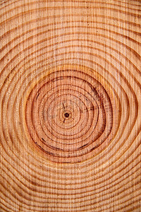 树年轮纹理摄影照片_松树的年轮