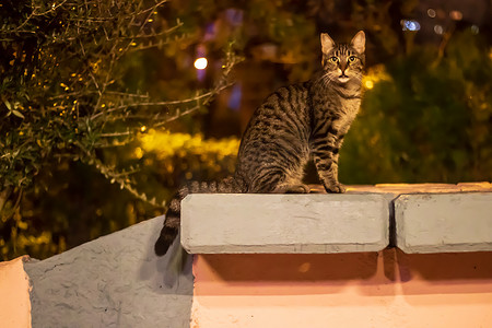 一只长相高贵的流浪猫坐在墙上——这张夜景照片拍到了