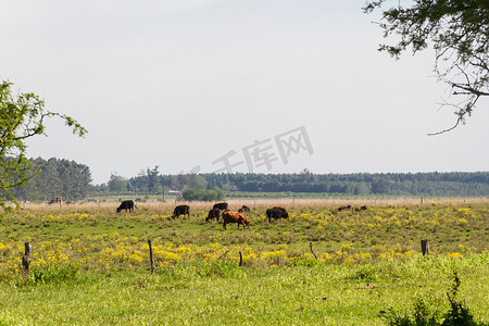 阿根廷乡村风景，绿黄花牛和溪流