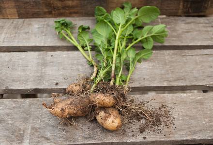 胡萝卜土豆摄影照片_从有机花园收获的土豆和胡萝卜
