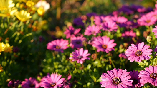 雏菊或玛格丽特五颜六色的花，美国加利福尼亚州。