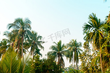 美丽的椰子棕榈树在热带海滩上种植自然地平线，在美丽的蓝色晴朗天空下，日落阳光下没有云彩。