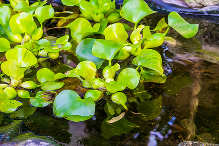 水中霓虹摄影照片_水中常见水葫芦植物的特写，美国流行的热带水生植物