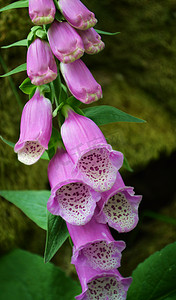 毛地黄（Digitalis purpurea）。