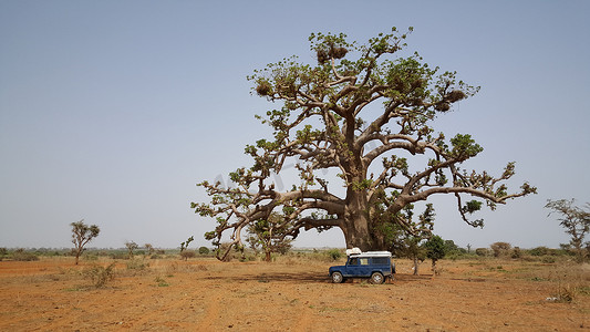 路虎摄影照片_站在猴面包树旁边的汽车