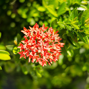 在绿色叶子背景的红色 Ixora 花