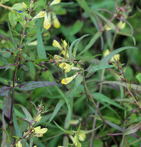 花的线条线条摄影照片_Melampyrum lineare，通常称为窄叶牛小麦花