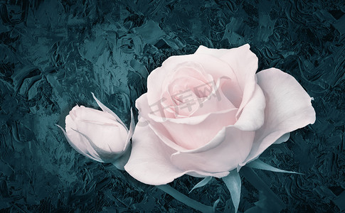 奢华的粉红色玫瑰，黑色背景上有叶子。