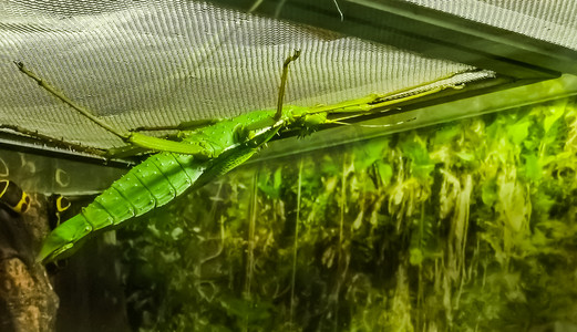 特写镜头中的绿色雌性马来亚丛林若虫，来自亚洲的手杖昆虫