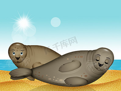 沙滩上的海豹插画