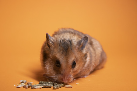 棕色仓鼠老鼠为在橙色背景下隔离的啮齿动物吃食物。