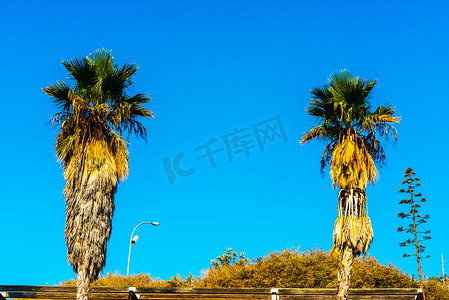 可可植物摄影照片_海滩上美丽的棕榈树，异国情调的植物象征着假期，炎热的一天，大叶子