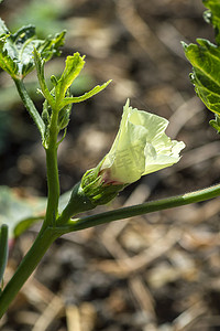 lady摄影照片_在农田的年轻秋葵植物 (Lady Finger)