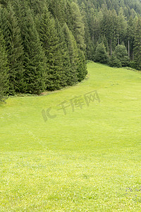 草地和森林在特伦蒂诺 - 意大利