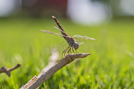 在木枝上游荡的滑翔机蜻蜓的特写细节