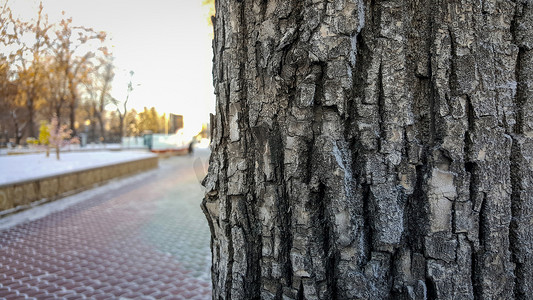 公园里的树特写，大计划树皮