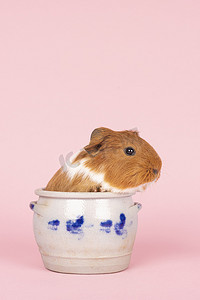 可爱的小杯子摄影照片_一只可爱的小豚鼠坐在粉红色背景的科隆陶罐里