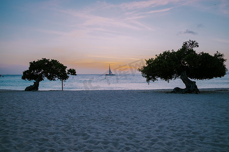 阿鲁巴鹰海滩海岸线上的 Divi 潜水树