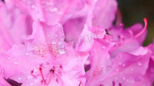露珠背景摄影照片_柔和的焦点，抽象的花卉背景，带露珠的粉红色杜鹃花花瓣。